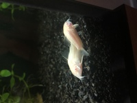 Albino Corys