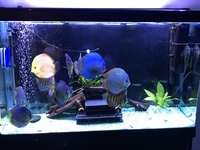 Stenker discus for sale