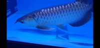 New Arowana Stock Ready