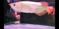 New Arowana Stock Ready