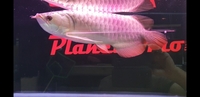 New Arowana Stock Ready