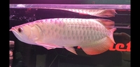 New Arowana Stock Ready