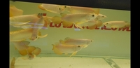 New Arowana Stock Ready