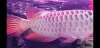 New Arowana Stock Ready