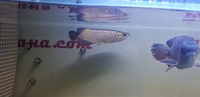 PURE BREED AROWANA CROSSBACK WILD BLOODLINE