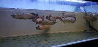 PURE BREED AROWANA CROSSBACK WILD BLOODLINE