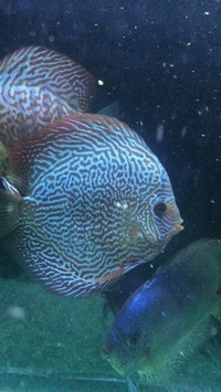 5 cheap stendker discus