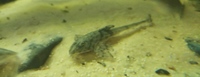 NOW SOLD---4 inch Loricaria similima(Royal Whiptail) x 3--£25 each or 3 for £65 or make me an offer---pick up from Leeds