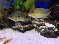 Geopagus red head tapajos