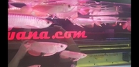 DEFECT AROWANA DEFECT AROWANA DEFECT AROWANA LIMITED STOCK