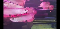 DEFECT AROWANA DEFECT AROWANA DEFECT AROWANA LIMITED STOCK