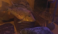 NOW SOLD-Last 4 for £20---BARGAIN---Geophagus steindechneri 2.5-3 inch(5-7cm) in Leeds