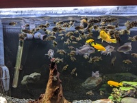 Tank shutdown selling loads of giraffe cichlids and others