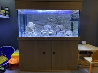 Nd aquatics 4x2x2 complete set up with tropheus £500