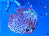 Discus fish