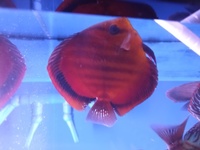 Discus fish