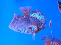 Discus fish