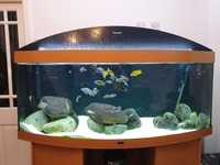 Juwel Vision 450 5ft fish tank + FX6 Filter