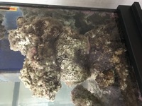 Live rock for aquarium - REDUCED TO £40 for approx 25kg