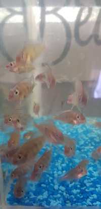 Redhead geophagus tapajos cichlid fry