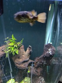 Ceylon Puffer fish (x2)