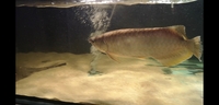 Motoro stingray pair and Asian banjar arowana