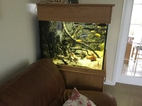 Large cube style Aquarium