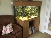 Large cube style Aquarium