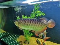 Gold arowana (24k xb certificate) 18 inch+