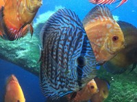 Over 800 discus in stock @ CHESHIRE OAKS DISCUS..from £20. stock on youtube