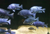 Placidochromis sp phenochilus tanzania