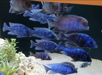 Placidochromis sp phenochilus tanzania