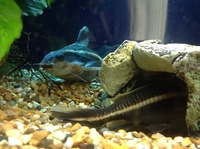 RAPHAEL CATFISH x2 and PLEC