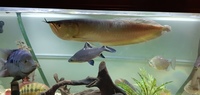 18inch silver arowana £110