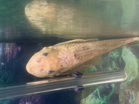 Albino pleco