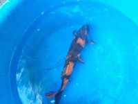 7 x Koi carp for sale 24 inches - 28 inches