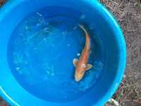 7 x Koi carp for sale 24 inches - 28 inches