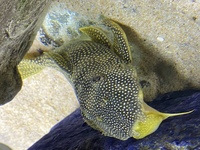 Sunshine pleco