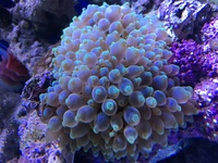 Green tip Bubble Anenome