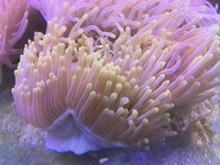 Magnifica Anenome