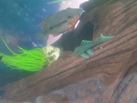 3 Firemouth cichlids & 2 red empress