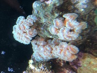 Candy Cane Coral