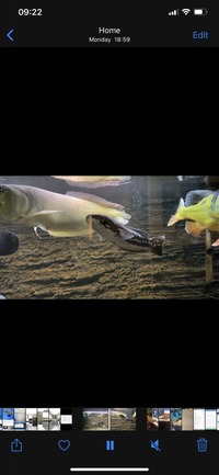 TankS clear out , silver arrowana , bass , snakehead , peacock bass, musk turtle