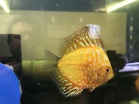 Over 800 discus in stock @ CHESHIRE OAKS DISCUS..from £20. stock on youtube