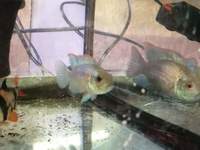 Breeding pair of electric blue acara