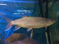 FOR SALE. VULTURE CATFISH, AFRICAN PIKE, FLAGTAIL CHARACIN.