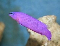 Orchid dottyback