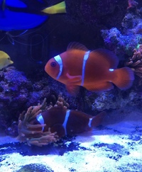 LARGE PAIR MATED MAROON CLOWN FISH