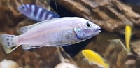 Auratus cichlids