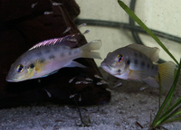 £25 Proven breeding pair of guntheri cichlids